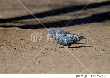 公園にいる鳩 公園にいる鳩 136757172