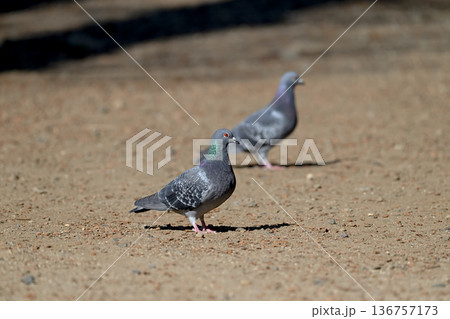 公園にいる鳩 公園にいる鳩 136757173