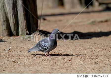 公園にいる鳩 136757174