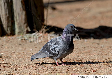 公園にいる鳩 公園にいる鳩 136757175