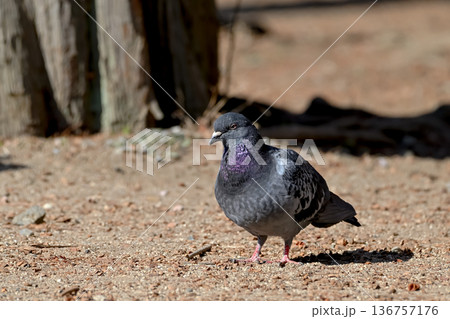公園にいる鳩 公園にいる鳩 136757176