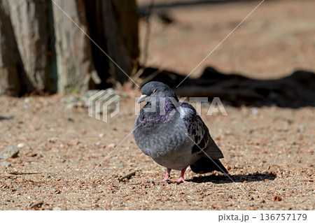 公園にいる鳩 136757179