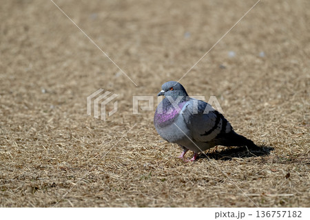 公園にいる鳩 136757182
