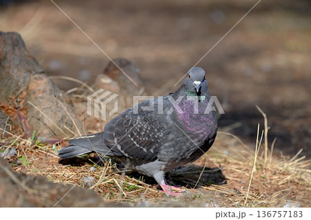 公園にいる鳩 公園にいる鳩 136757183