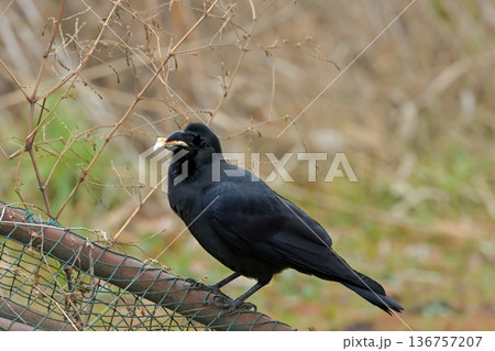 公園にいるカラス 136757207