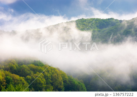 mountain landscape with cold fog during forenoon. low clouds evaporating over the forested hill. idyllic outdoor scenery in spring for remote highland ecotourism. wonderful greenery of carpathians 136757222