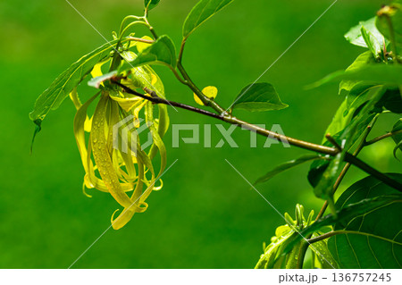 Blooming Dwarf Ylang Ylang or Cananga odorata hanging in a tree with raindrops on the petals. Blooming Dwarf Ylang Ylang or Cananga odorata hanging in a tree with raindrops on the petals. 136757245
