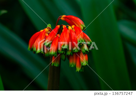 Blooming trumpet shaped red flowers, Clivia nobilis or Green tip forest lily with leaves. Blooming trumpet shaped red flowers, Clivia nobilis or Green tip forest lily with leaves. 136757247