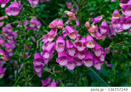 Pink Foxglove or Digitalis purpurea flowers blossoming in flowerbed. 136757249