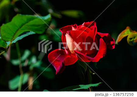 Closeup of single beautiful red rose blossoming in the winter sunlight. 136757250
