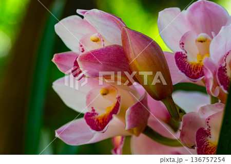 Bunch of beautiful pink Cymbidium Orchid  flowers blossoming in summer season, 136757254