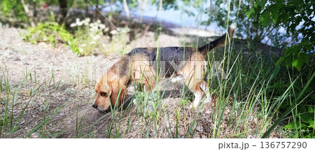 Tricolor Beagle is intensely focused on sniffing the dry, grassy ground outdoors, partially obscured by tall, green blades of grass in the foreground 136757290