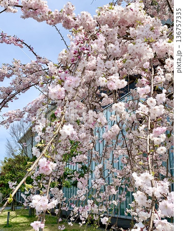 青空と満開の枝垂れ桜(八重紅枝垂)に彩られた岡崎市図書館交流プラザ(リブラ)〈愛知県岡崎市〉 青空と満開の枝垂れ桜(八重紅枝垂)に彩られた岡崎市図書館交流プラザ(リブラ)〈愛知県岡崎市〉 136757335