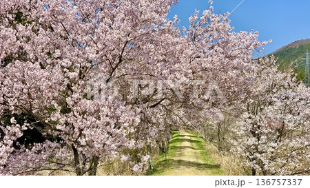 早春の青空に映える満開の桜並木(小彼岸桜)〈愛知県北設楽郡設楽町〉 136757337