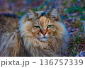 野良猫 136757339