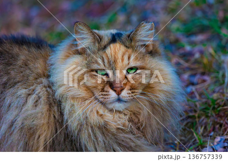 野良猫 136757339