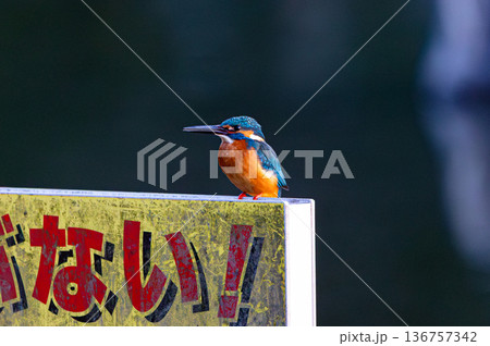 かわせみ3 136757342