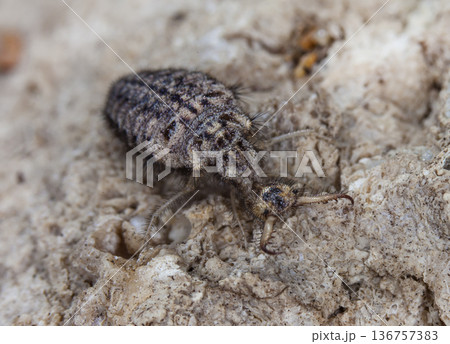 large ant lion, live insect, photo taken in natural habitat large ant lion, live insect, photo taken in natural habitat 136757383