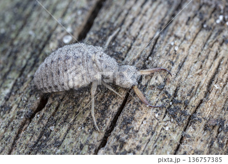 large ant lion, live insect, photo taken in natural habitat 136757385