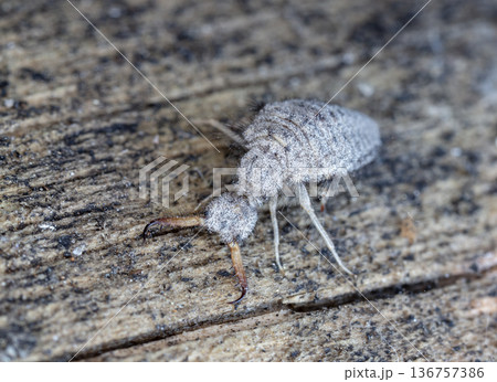 large ant lion, live insect, photo taken in natural habitat 136757386