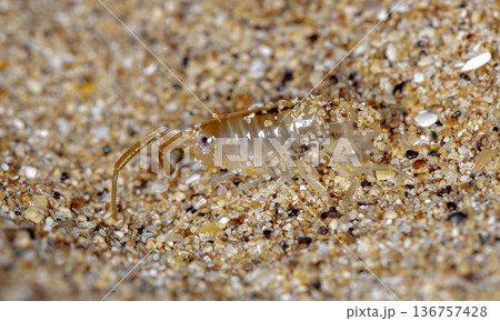 sea flea on the sea sand 136757428