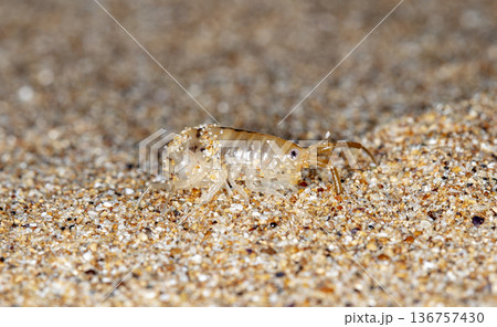 sea flea on the sea sand sea flea on the sea sand 136757430