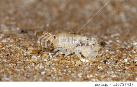 sea flea on the sea sand sea flea on the sea sand 136757437