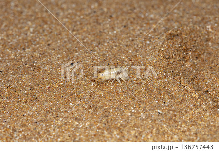 sea flea on the sea sand sea flea on the sea sand 136757443