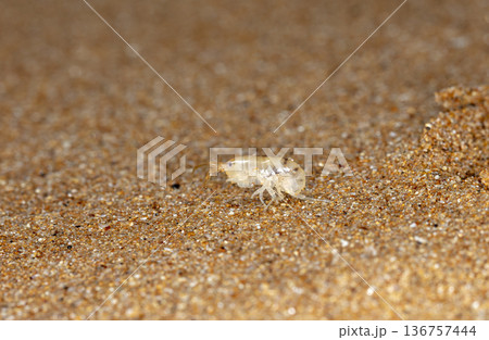 sea flea on the sea sand 136757444
