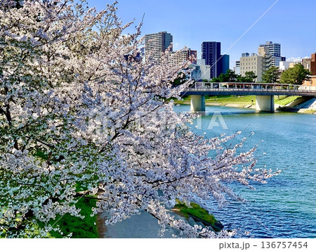 満開の桜越しに桜城橋と市街地の街並みを臨む〈乙川左岸(明代橋)/愛知県岡崎市〉 136757454