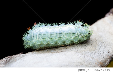 large green caterpillar large green caterpillar 136757549