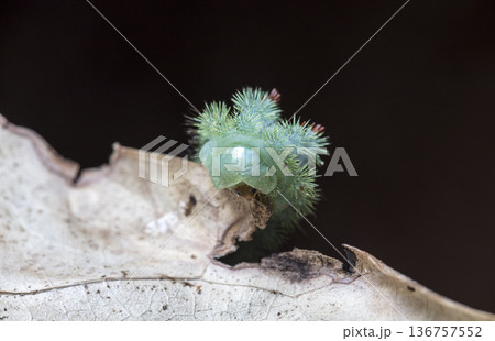 large green caterpillar 136757552