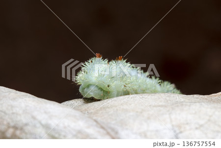 large green caterpillar 136757554