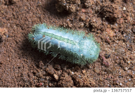 large green caterpillar 136757557