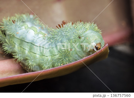 large green caterpillar 136757560