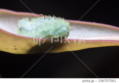 large green caterpillar large green caterpillar 136757561