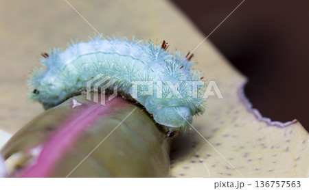 large green caterpillar 136757563
