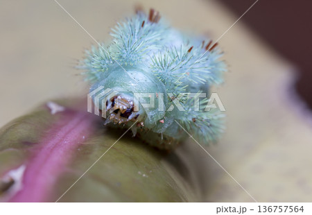 large green caterpillar 136757564