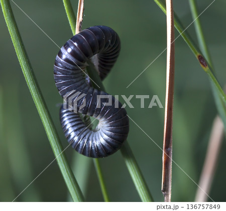 myriapod of julidae on a branch in a native habitat 136757849