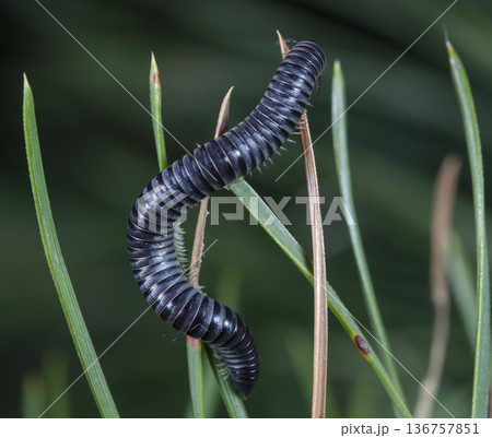 myriapod of julidae on a branch in a native habitat 136757851