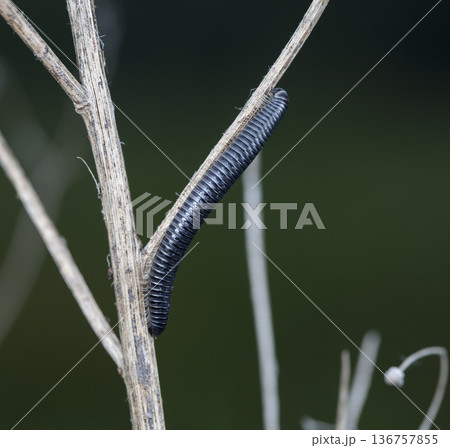 myriapod of julidae on a branch in a native habitat myriapod of julidae on a branch in a native habitat 136757855