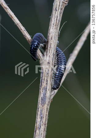 myriapod of julidae on a branch in a native habitat myriapod of julidae on a branch in a native habitat 136757856