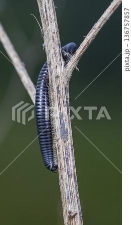 myriapod of julidae on a branch in a native habitat myriapod of julidae on a branch in a native habitat 136757857