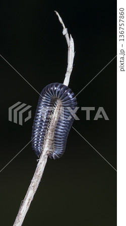 myriapod of julidae on a branch in a native habitat myriapod of julidae on a branch in a native habitat 136757860