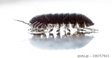myriapod, wood louse myriapod, wood louse 136757921