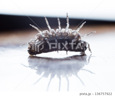 myriapod, wood louse 136757922