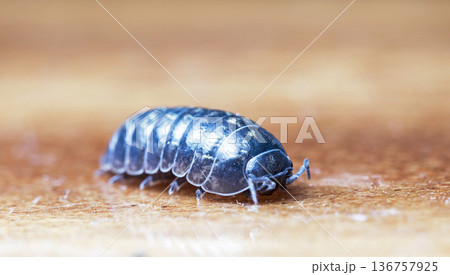 myriapod, wood louse 136757925