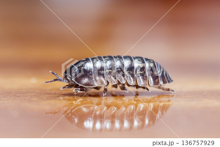 myriapod, wood louse 136757929