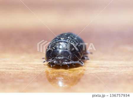 myriapod, wood louse 136757934