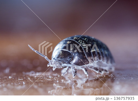 myriapod, wood louse 136757935